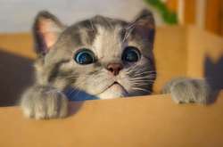  За словами французького політика, кіт постійно нявчить, щоб йому відкрили двері. А коли двері відчинені, він нікуди не йде 