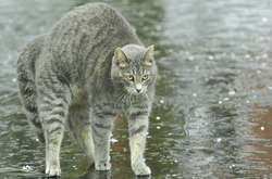 Циклон Igor принесе в Україну дощі 