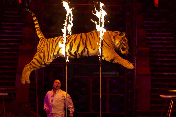 В Киеве суд запретил выступление цирков с животными