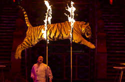 В Киеве суд запретил выступление цирков с животными