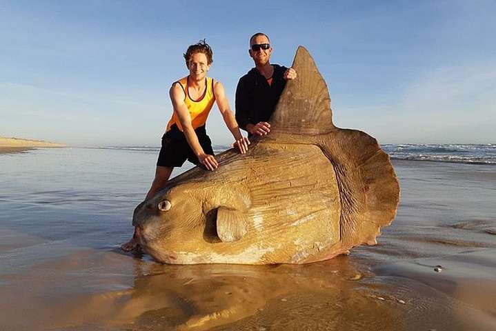 В Австралії на берег викинуло рідкісну двометрову сонячну рибу