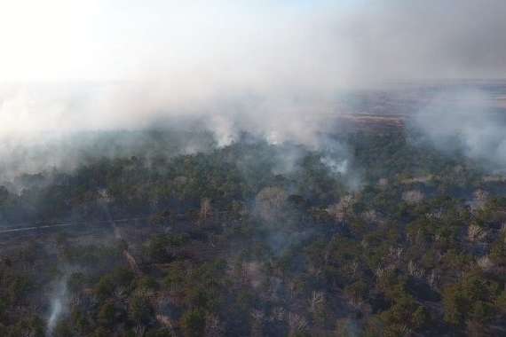 Масштабна пожежа на Одещині: палаюче Вилківське лісництво з висоти пташиного польоту