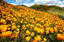 На окраинах Лос-Анджелеса зацвели поля оранжевых маков