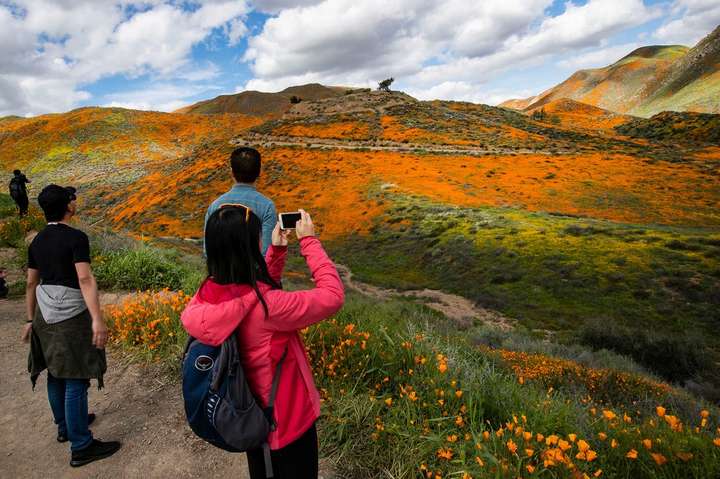 Туристы наделали беды. Калифорнийский город вынужден закрыть цветущую маками пустыню