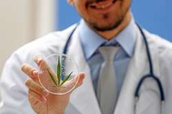 Комітет Ради підтримав петицію щодо легалізації медичного канабісу