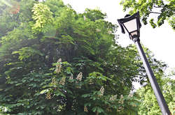 С Крещатика исчезнут каштаны