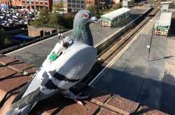 Британские инженеры показали, как можно собирать климатические данные с помощью голубей