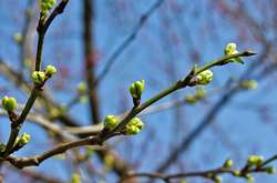 Завтра в Україні очікується дощ, поривчастий вітер та 14 градусів тепла