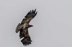 У зоні ЧАЕС зафіксовано рекордну кількість червонокнижних птахів (фото)