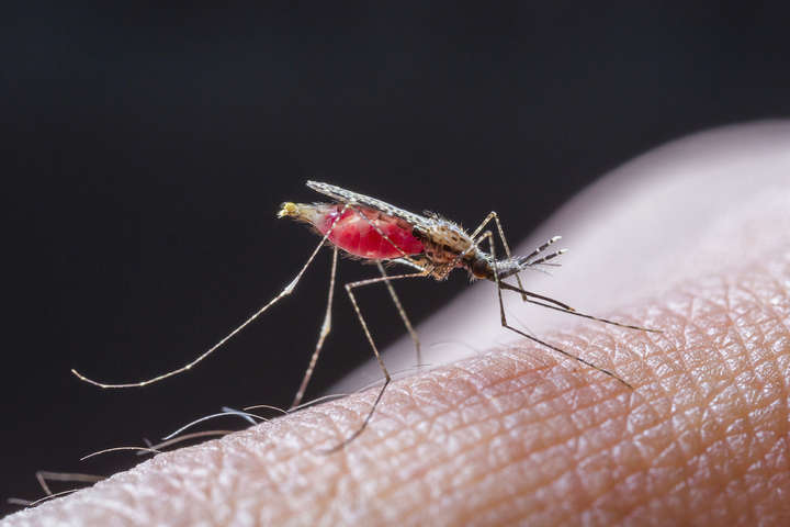 В Україні зафіксували новий випадок малярії