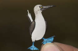 Индийские художники каждый день создают миниатюрных птиц из бумаги