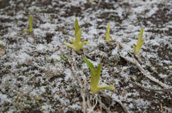 В Україну повернулися дощі та мокрий сніг: прогноз погоди на 26 березня