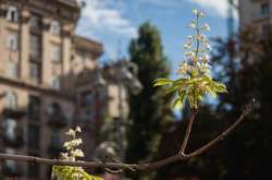 На київських вулицях, зокрема на Хрещатику, перестали приживатися традиційні каштани