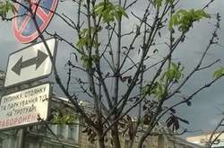 У Кличка запевняють, що намагаються врятувати каштани на Хрещатику