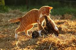 В більшості областей України 27 березня буде сухо і прохолодно