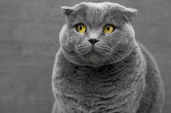 Фото: unsplash / @snowboardinec