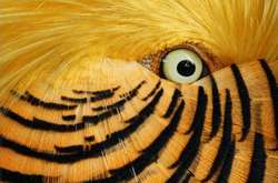 Фантастические фото, для создания которых не использовались графические редакторы