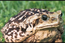 Тысячи ядовитых жаб «захватили» город на востоке Флориды
