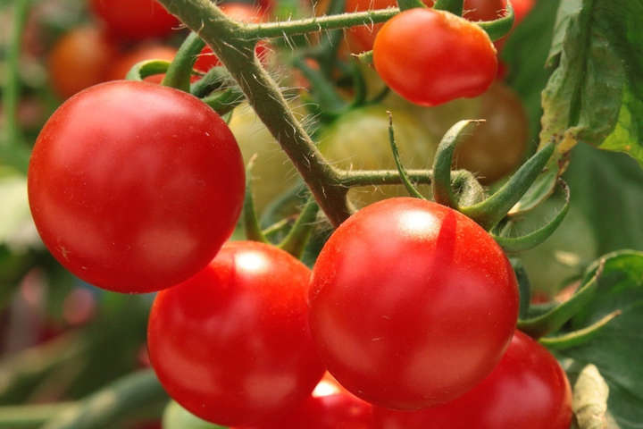 Перші тепличні томати продаються вдвічі дорожче, ніж торік