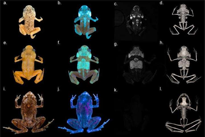 Вчені виявили вид жаб, скелет яких випромінює світло