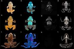 Вчені виявили вид жаб, скелет яких випромінює світло