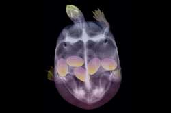 15 удивительных рентгеновских снимков беременных животных