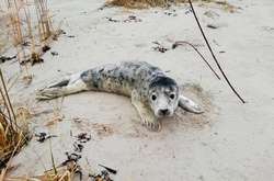 В Латвії екологи просять не чіпати дитинчат тюленів, які вилазять на берег