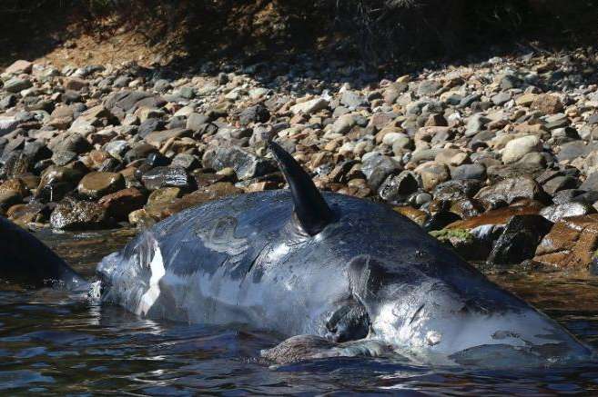 22 кг пластику знайшли в животі вагітної самки кита, викинутої на берег Італії