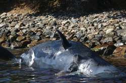 22 кг пластику знайшли в животі вагітної самки кита, викинутої на берег Італії