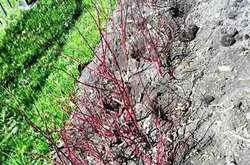 На місці кущів залишилися лише ямки