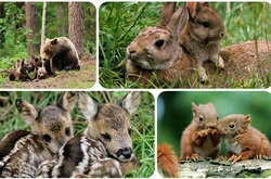 В лесах Украины объявлен «сезон тишины»