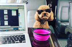 Богатые собаки Instagram: все как у людей