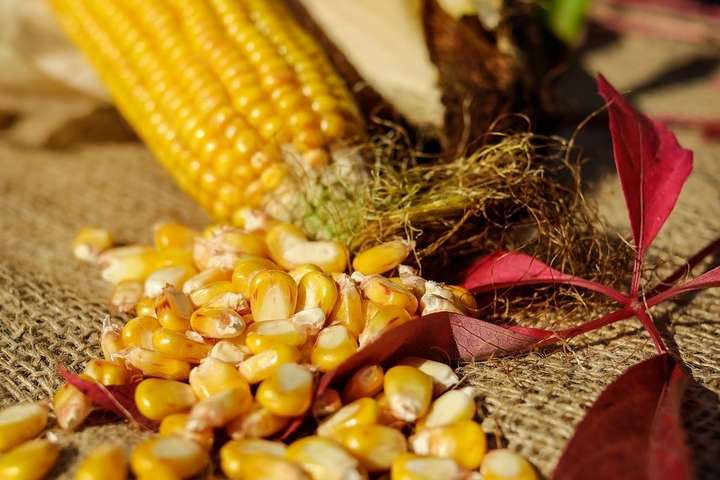 З початку 2019 року різко виріс експорт кукурудзи