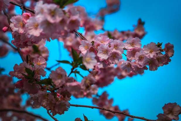 У Мукачеві повним ходом цвіте «шалена сакура» (ФОТО)