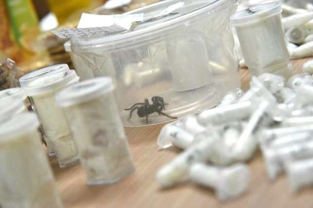 Філіппіни: митники знайшли у печиві 757 павуків