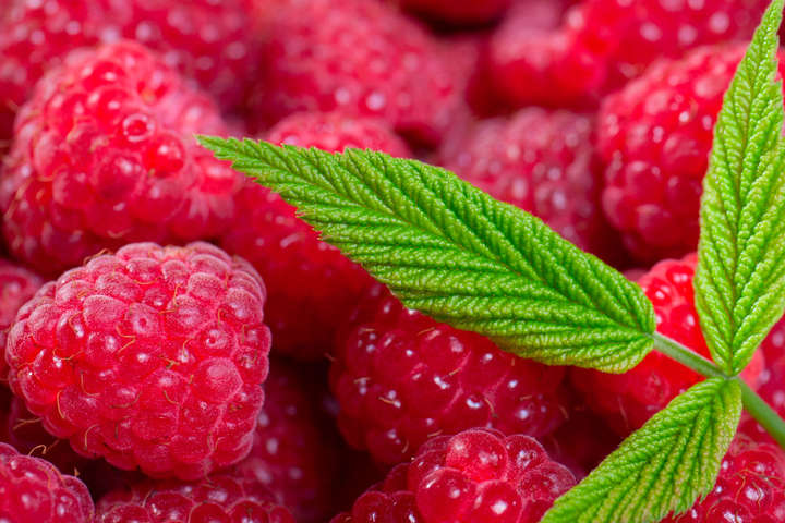 Экспорт украинских ягод за четыре года увеличился в пять раз - Минагро