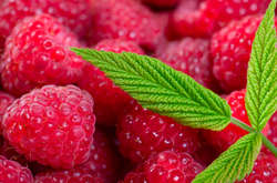 Экспорт украинских ягод за четыре года увеличился в пять раз - Минагро