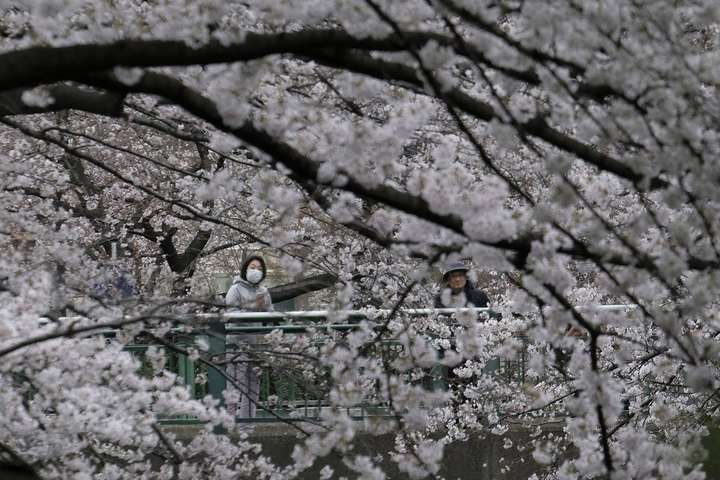 Неймовірна краса. Як виглядає цвітіння сакури в Японії