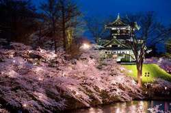 Красиво до безумия: в Японии зацвела сакура