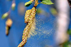  Чутливим до пилку особам рекомендується не гуляти у лісах та парках