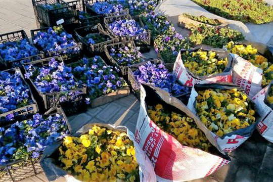 15 тисяч квітів прикрасять клумби біля обеліска «Крила Перемоги»