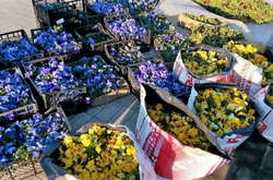 15 тисяч квітів прикрасять клумби біля обеліска «Крила Перемоги»