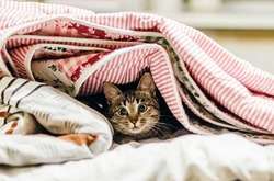 У Києві без тепла лишилися 16 шкіл і садочків та понад 200 будинків