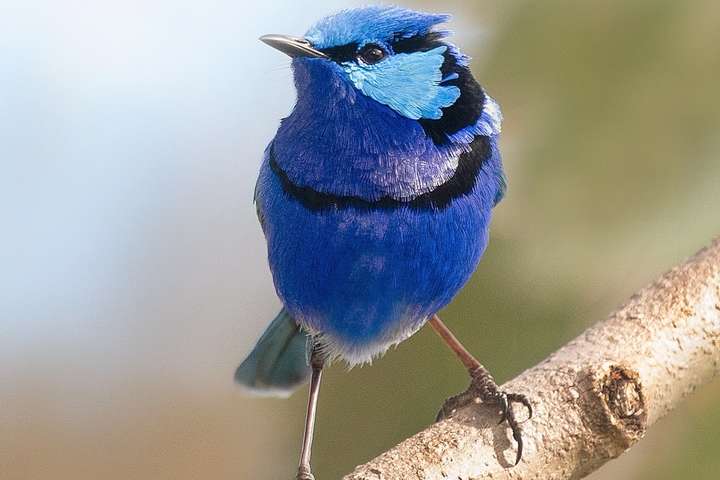 Невероятной красоты птицы на фотографиях орнитолога из Австралии