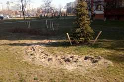 У сквері на Троєщині невідомі викрали більш як три сотні молодих дерев