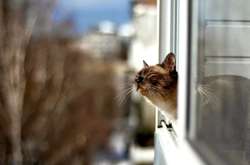 У Києві сьогодні без опадів, температура становитиме від +12 до +17