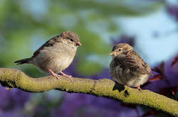 Погода на неділю: в Україні буде тепло та сонячно, а на заході – дощ