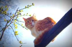 На Київщині пройдуть короткочасні дощі