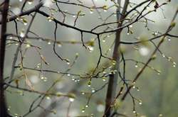 З понеділка Україну накриють дощі