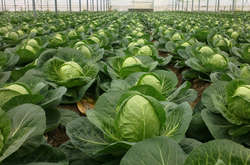 Українські фермери підвищують ціни на капусту